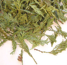 Cedar Tips