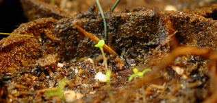 One week growth of our seed paper, indoors under a grow light.