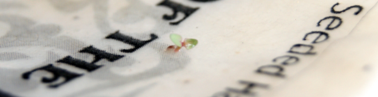 lotka printer safe stock printed and sprouting