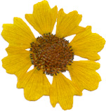 Sunflower pressed flower