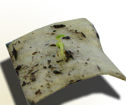 Paper Birch Seeds Sprouting