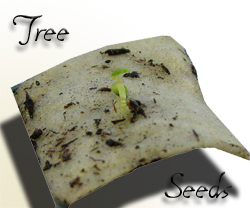 Paper Birch Seeds Sprouting
