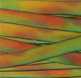 Hand dyed silk ribbon