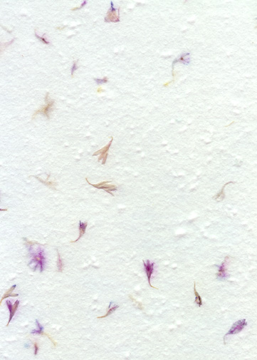 Lavender Bachelor Button Sample