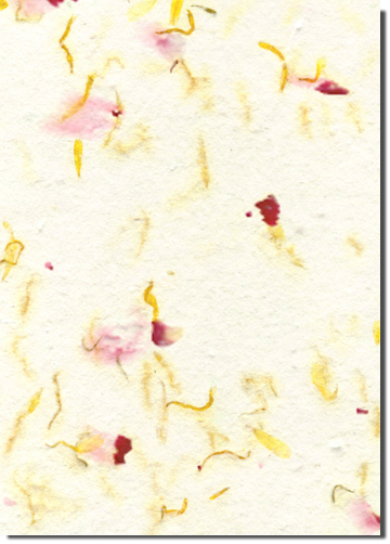  Witchhazel