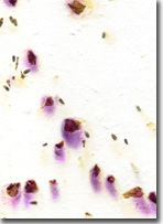 rose, lavender