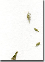 leather fern