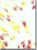 safflower, carnation