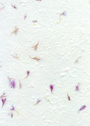 Light Bachelor Buttons