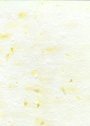 Yellow Carnation