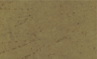 Aspen Vegetable Dyed Seed Paper