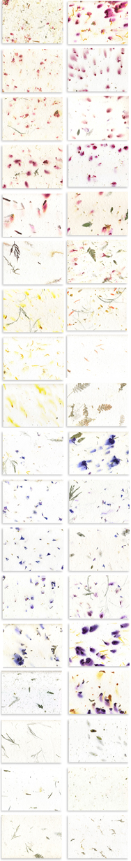 seed paper with flowers and plants