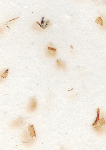 seeds and lily petal handmade paper
