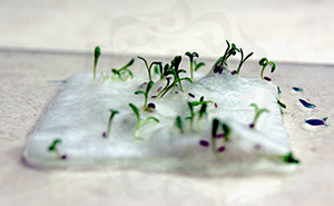 Seed Sprouts