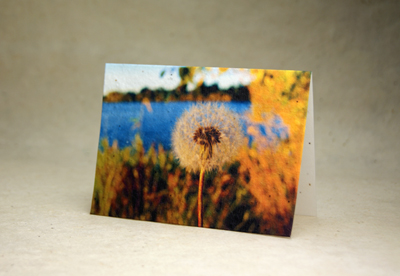 Dandelion