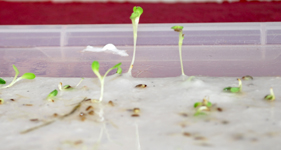 Buttercrunch Seed after 2 weeks Click to Enlarge