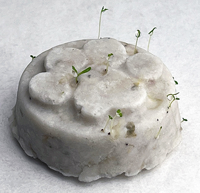 Sprouts after 8 days