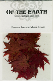 Japanese Maple Leaf