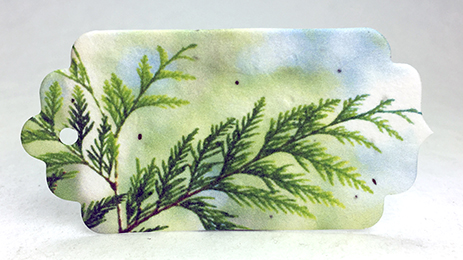 Cedar Branch tag