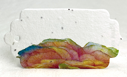 ranunculus tag