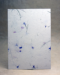 Bachelor Button Petals