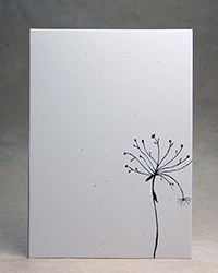 Queen Anne's Lace