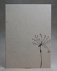 Queen Anne's Lace