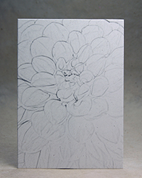 Grey Dahlia