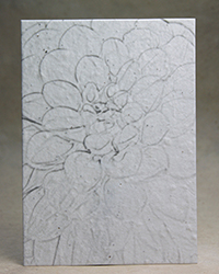 Grey Dahlia