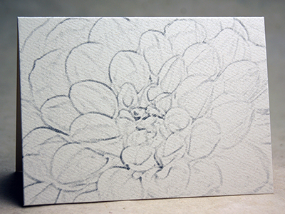 Grey Dahlia