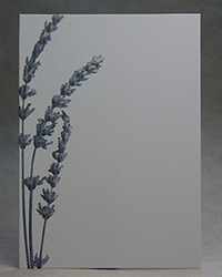 Grey Lavender