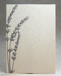 Grey Lavender
