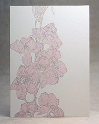 Pink Larkspur Watermark
