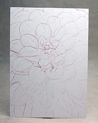 Pink Dahlia