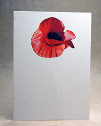 Top Poppy
