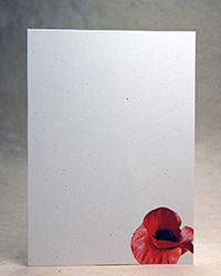 Poppy