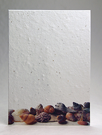 Seashells