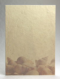 Faded Seashells