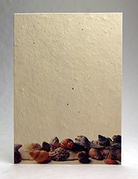 Seashells