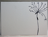 Queen Anne's Lace