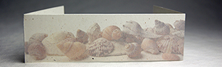 Faded Seashells