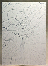 grey dahlia