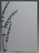 Grey Lavender