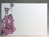 Pink Larkspur Stem
