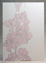 Larkspur Watermark