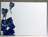 Purple Larkspur Stem
