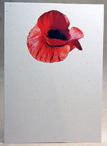 poppy, top