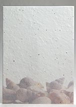 faded seashells