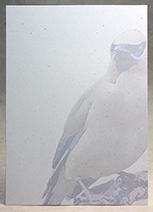 Waxwing bird