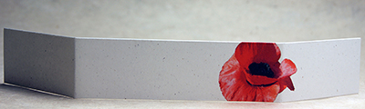large poppy shown in birch